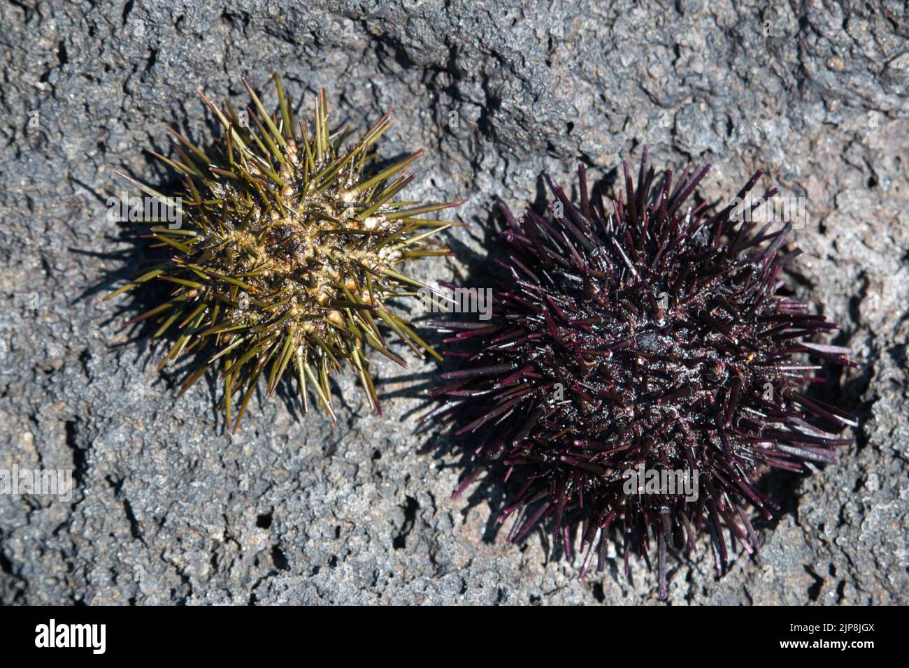 Seeigel-Muscheln auf grauem Vulkangestein Stockfoto