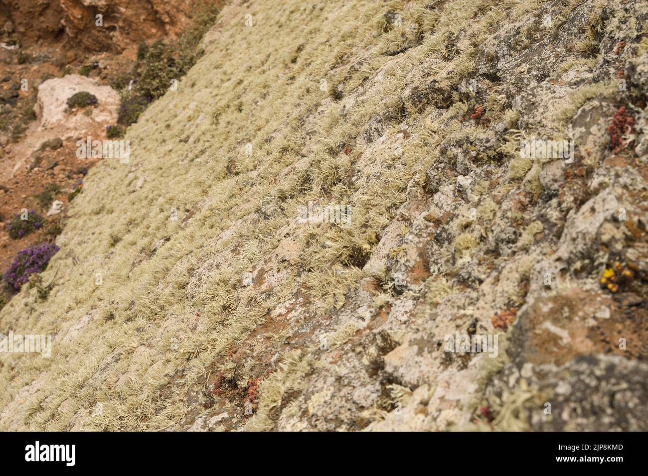 Detail von Flechten, die einen Lavahang bedecken Stockfoto