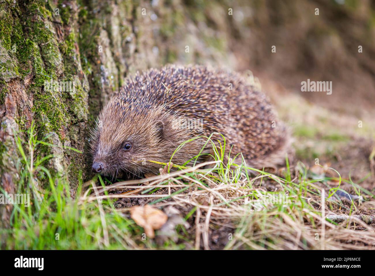 Gewöhnlicher oder europäischer Igel (Erinaceus europaeus), ein stacheliges Säugetier, aus der Nähe am Fuße eines Baumes in Surrey, Südostengland, gesehen Stockfoto