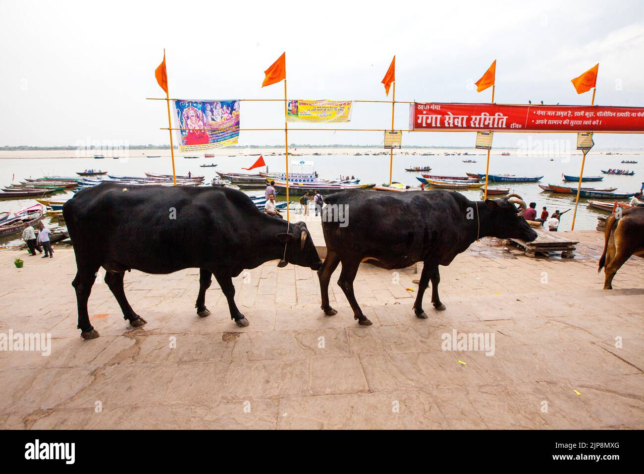 Rinder auf Ganga Ghat, Varanasi, Banaras, Benaras, Kashi, Uttar Pradesh, Indien Stockfoto