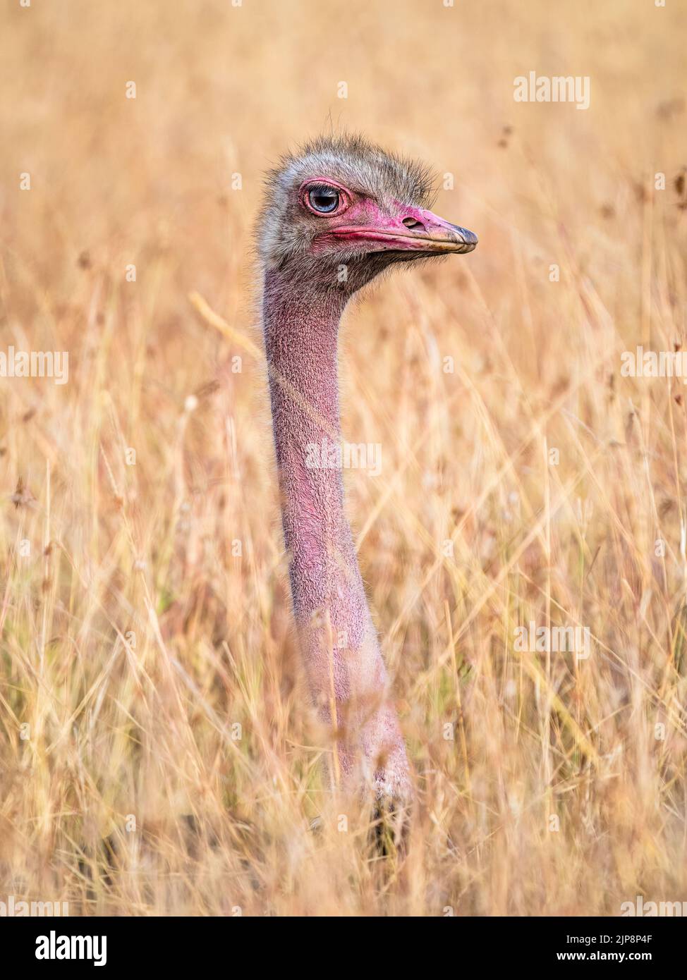 Männlicher Strauß im langen Gras auf der Maasai Mara, Kenia, Ostafrika Stockfoto