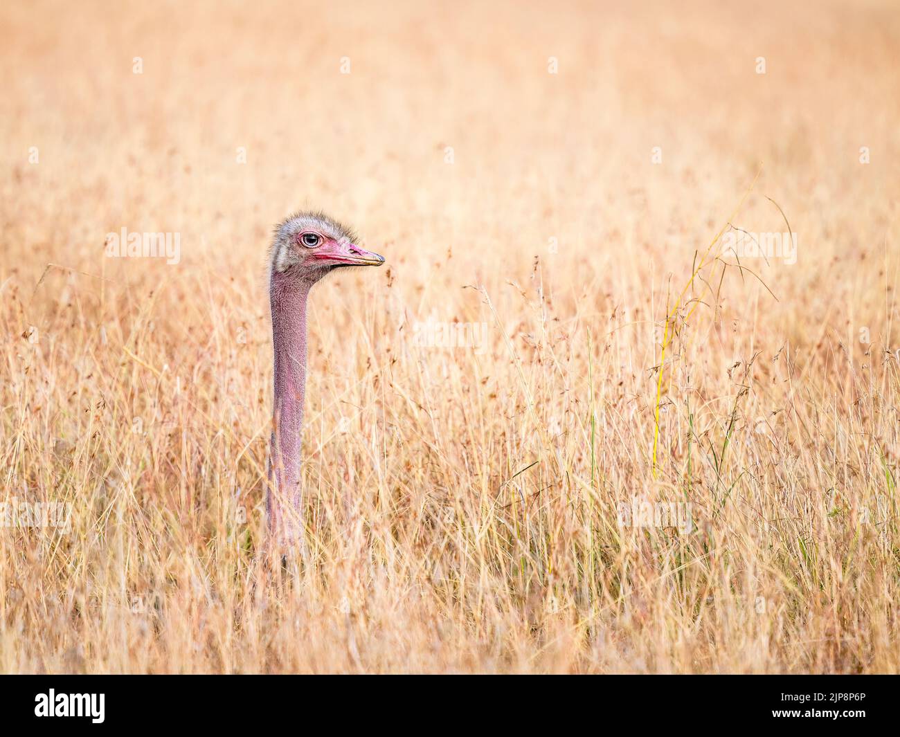 Männlicher Strauß im langen Gras auf der Maasai Mara, Kenia, Ostafrika Stockfoto