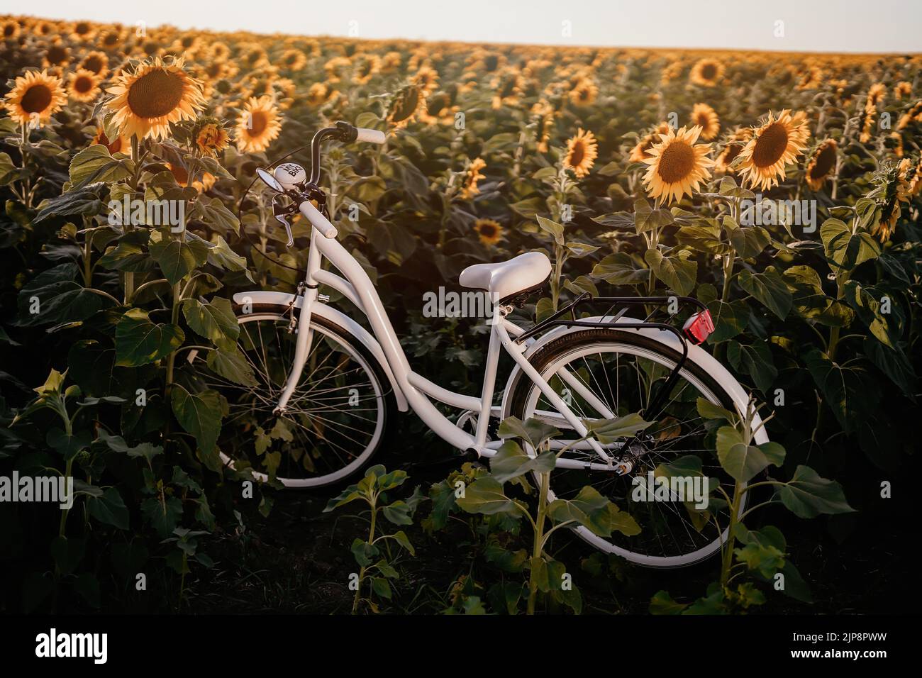 Erstaunliche Retro-Stil weißen Fahrrad in blühenden Sonnenblumen Feld bei Sonnenuntergang Hintergrund. Stimmungsvolle Szene, Vintage-Foto Stockfoto