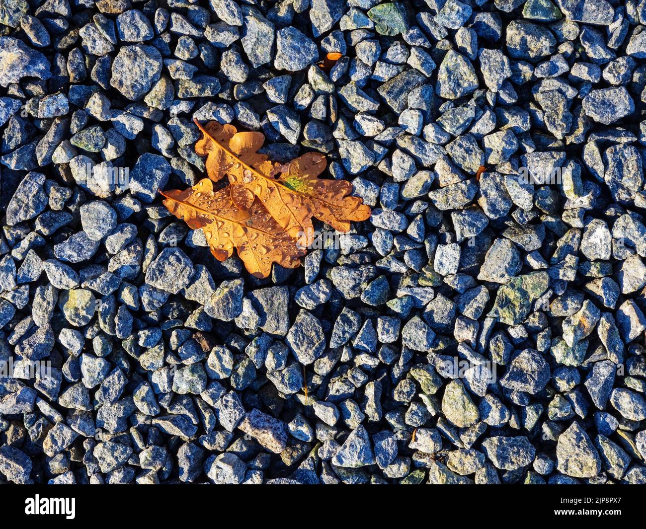 Zwei goldfarbene Eichenholzblätter mit Wassertropfen auf einem Stein Stockfoto