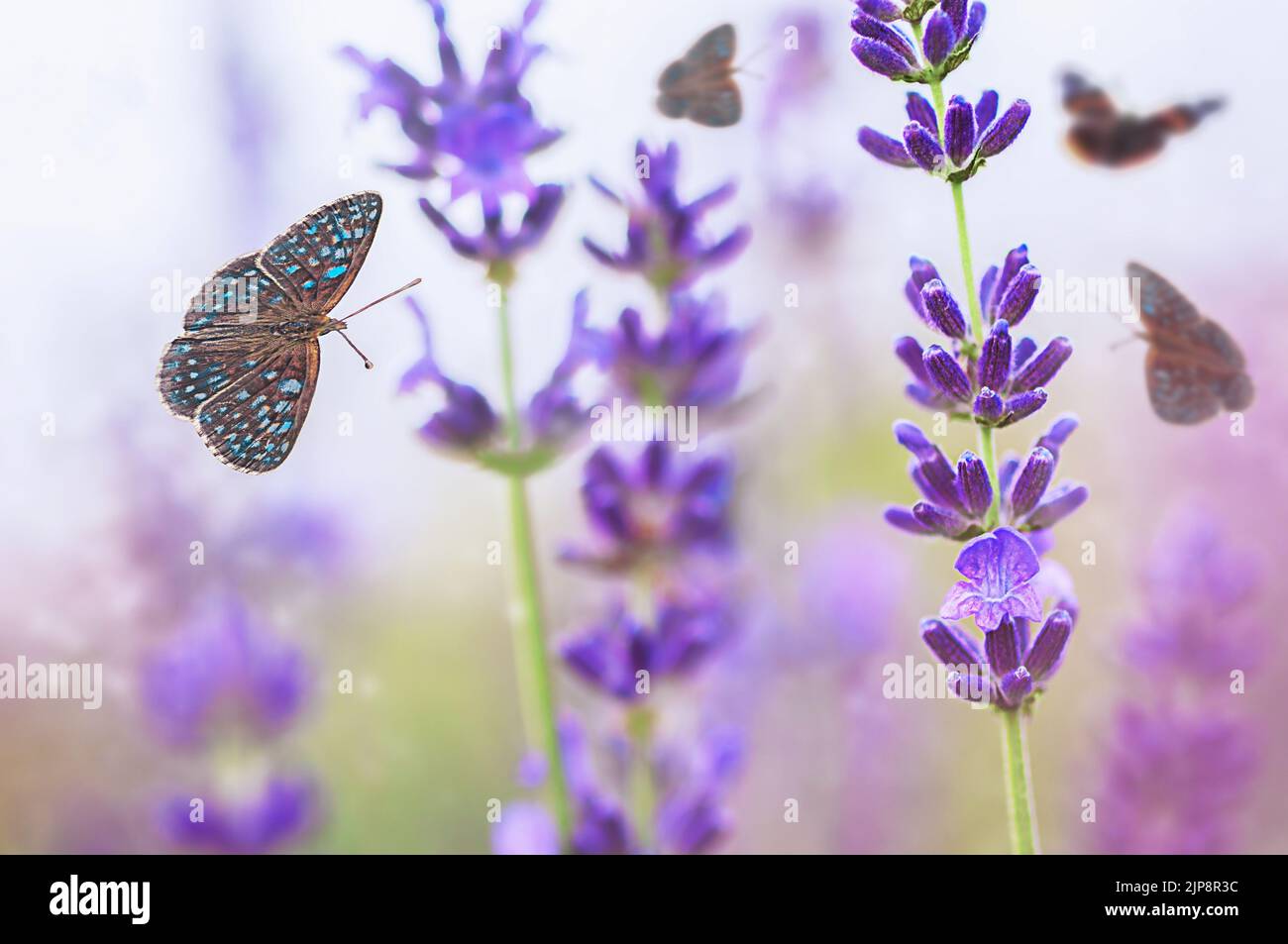 Lavendelblüten mit Schmetterling auf unscharfen Hintergrund. Stockfoto