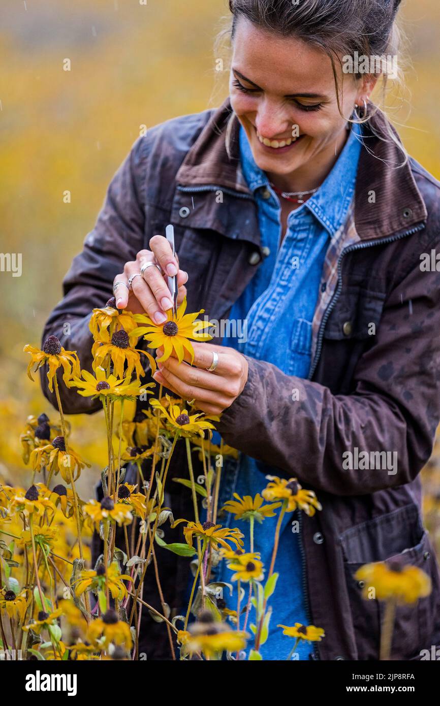 Sussex, Großbritannien. 16.. Juni 2022. Isabel Milligan, Ein Postgraduat der Universität von sussex untersucht den Zustand der Blumen - die Ankunft des Regens ist eine willkommene Erleichterung, nachdem das kürzlich heiße und trockene Wetter die amerikanische Prärasse im Herzen der wilden Landschaft von Wakehurst schwer getroffen hat - über 50.000 Pflanzen wurden von einem handgepflanzt Das Team aus 20 Gärtnerinnen und der Prärie wird in Folge 5 der neuen Channel 5-Serie Kew Gardens: A Year in Bloom (aufgrund der Ausstrahlung am 23. August) zu sehen sein. Kredit: Guy Bell/Alamy Live Nachrichten Stockfoto