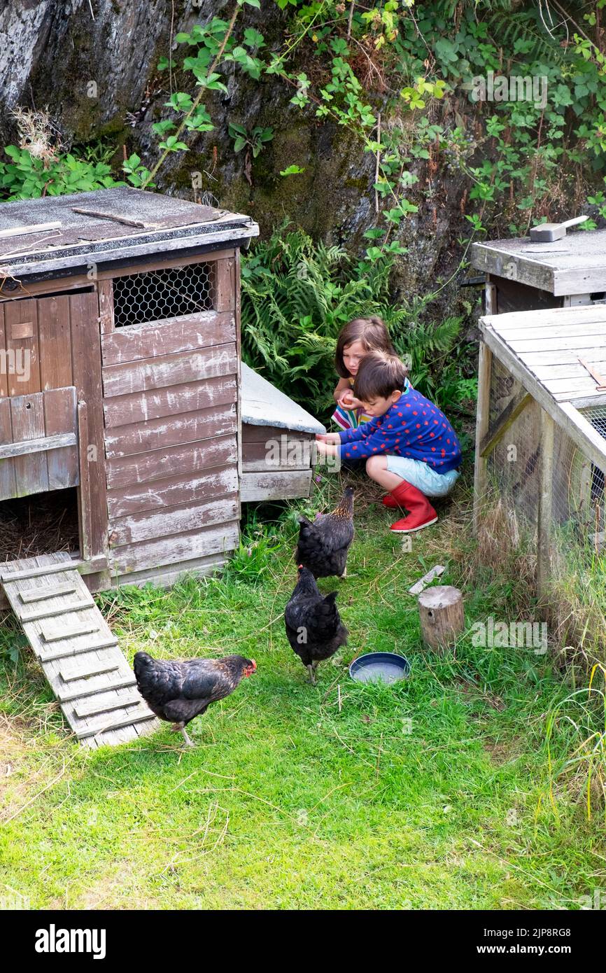Kinder Hühner Land Aufenthalt Land Sommerurlaub August in Carmarthenshire Wales UK Stockfoto