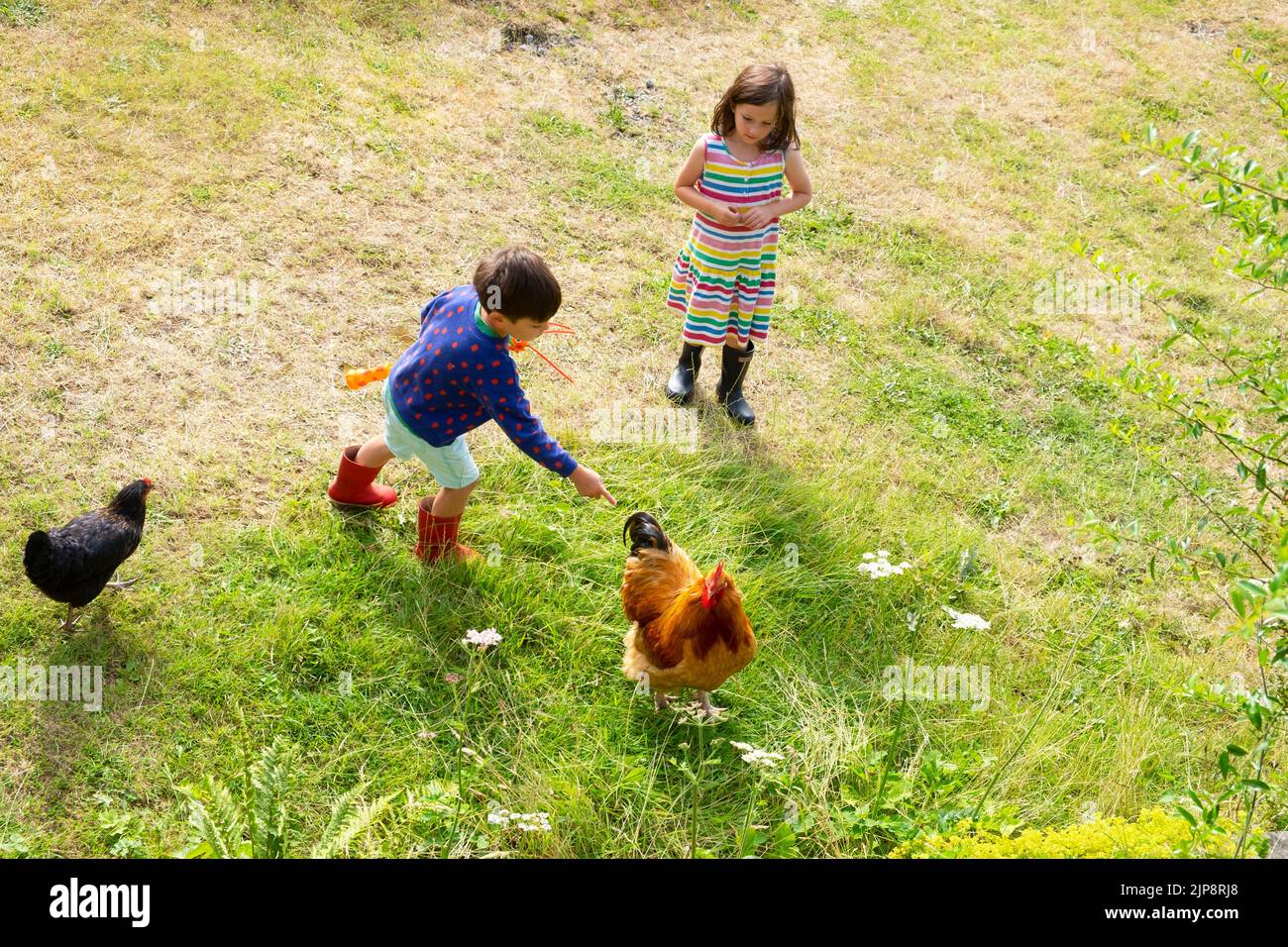 Kinder Hühner Land Aufenthalt Land Sommerurlaub August in Carmarthenshire Wales UK Stockfoto