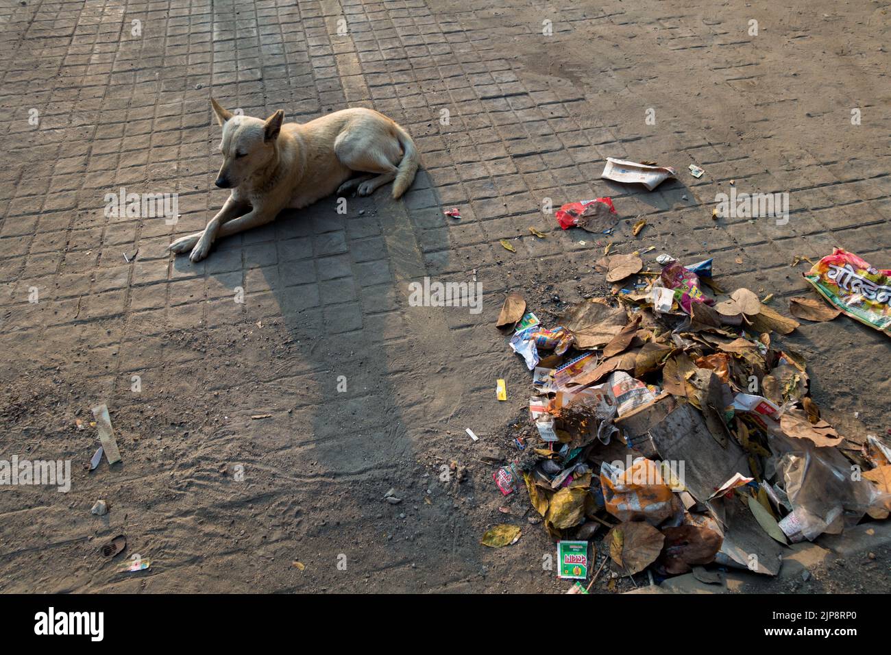 Februar 21. 2021 Dehradun Indien. Ein verirrter Indischer Hund, der auf einem Müllhaufen auf dem Fußweg sitzt. Stockfoto