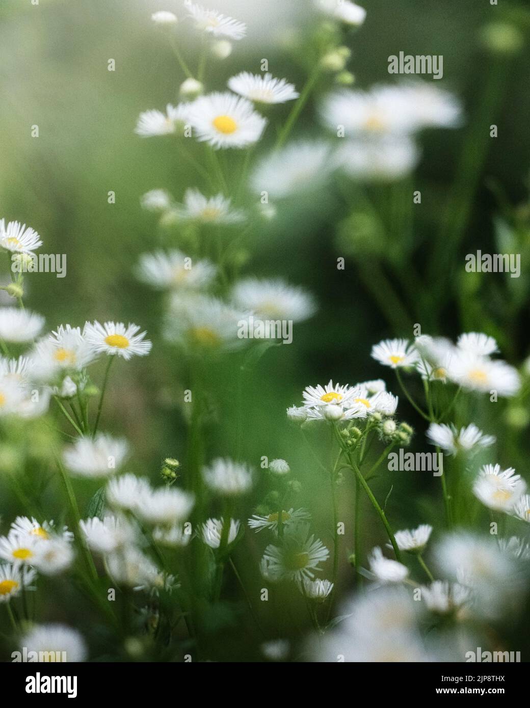 Wilde Gänseblümchen, umgeben von grünem Gras Stockfoto
