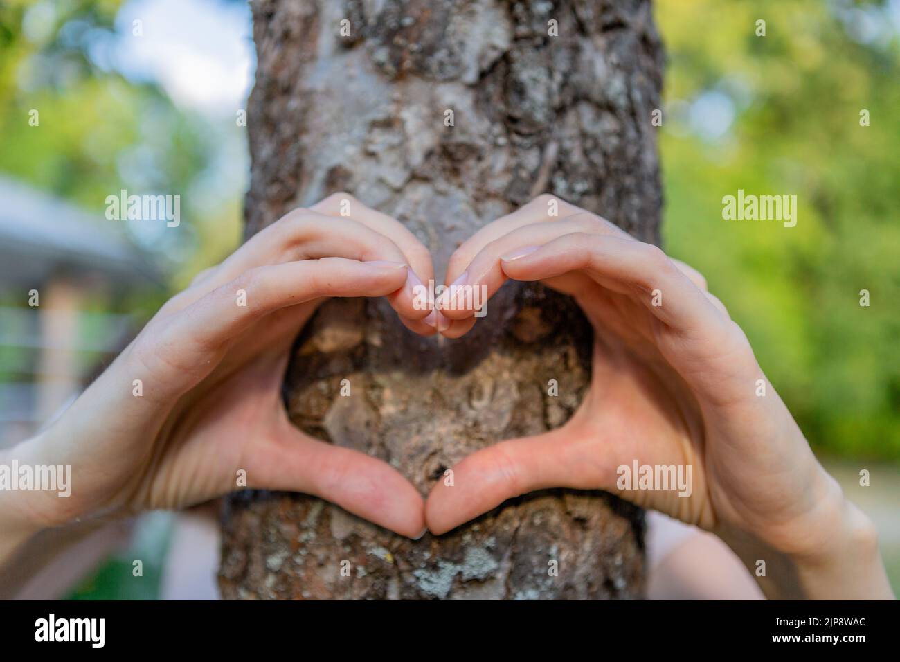 Frauenhände zeigen das Herz vor dem Baumstamm. Stockfoto