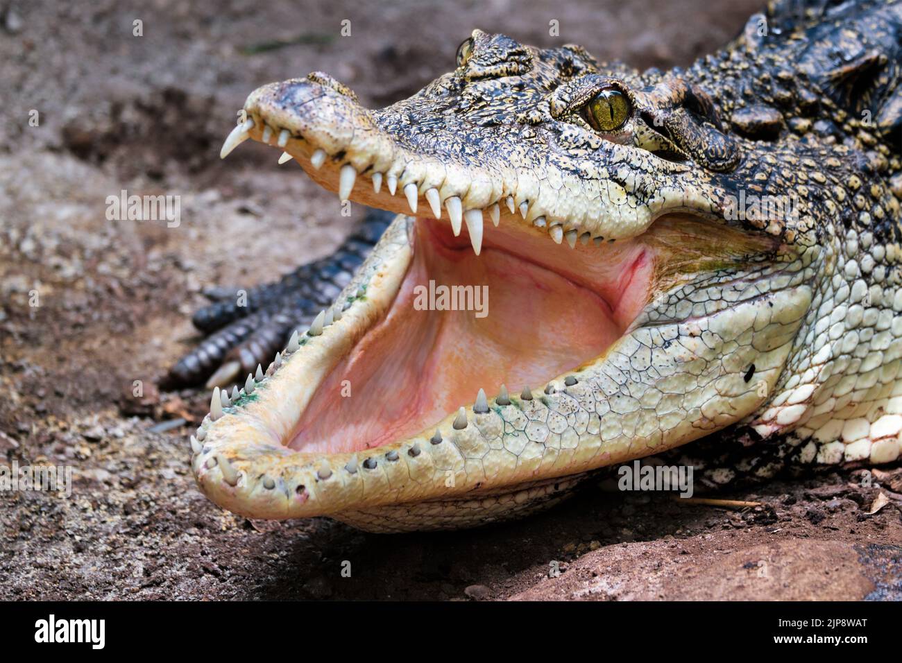 Krokodilkaiman Stockfoto