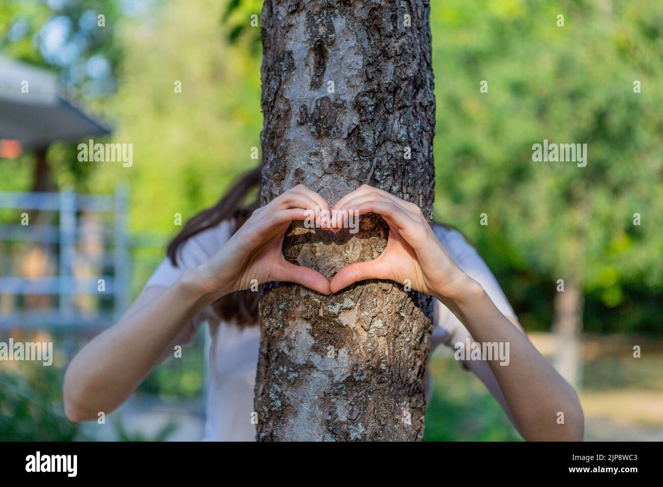 Frauenhände zeigen das Herz vor dem Baumstamm. Stockfoto
