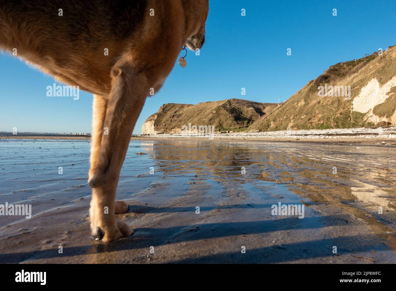 Hund am hundefreundlichen Strand, South Landing, Flamborough, East Riding of Yorkshire, England, Großbritannien Stockfoto