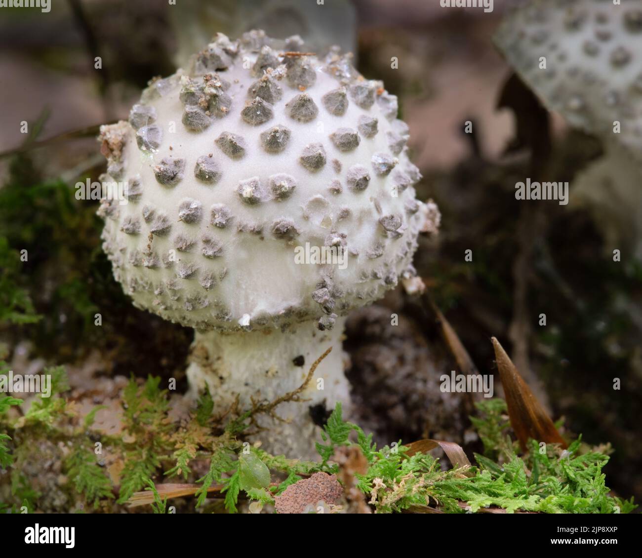 Amanita abrocta, allgemein bekannt als die amerikanische abrupte Lepidella Stockfoto