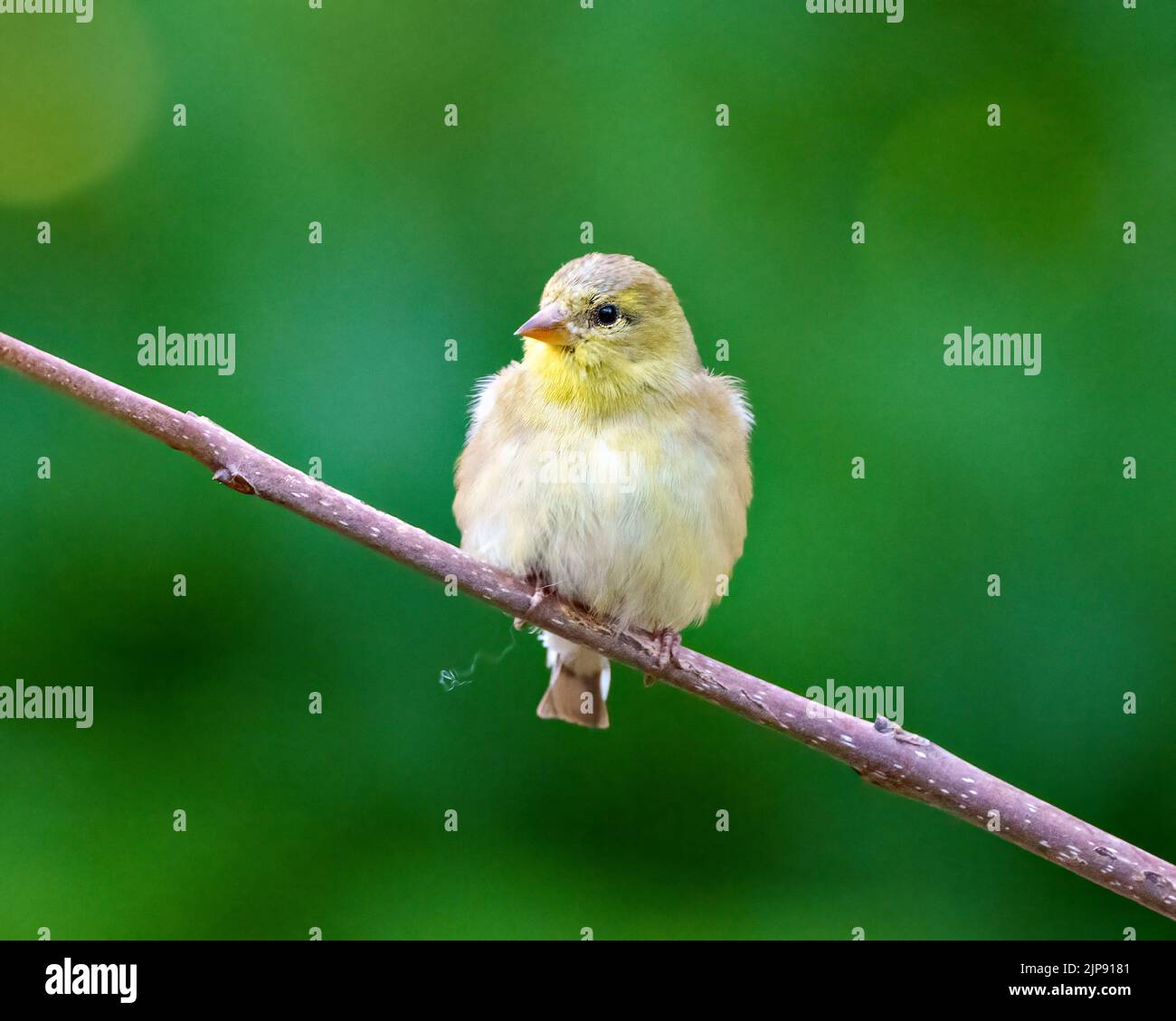 Gelbes gefieder -Fotos und -Bildmaterial in hoher Auflösung – Alamy