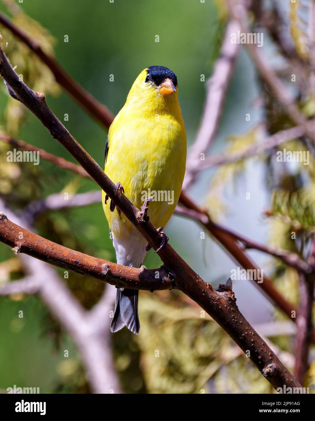 American Goldfinch aus der Nähe thront auf einem Zweig mit Waldhintergrund in seiner Umgebung und Umgebung und zeigt seine gelbe Feder. Stockfoto