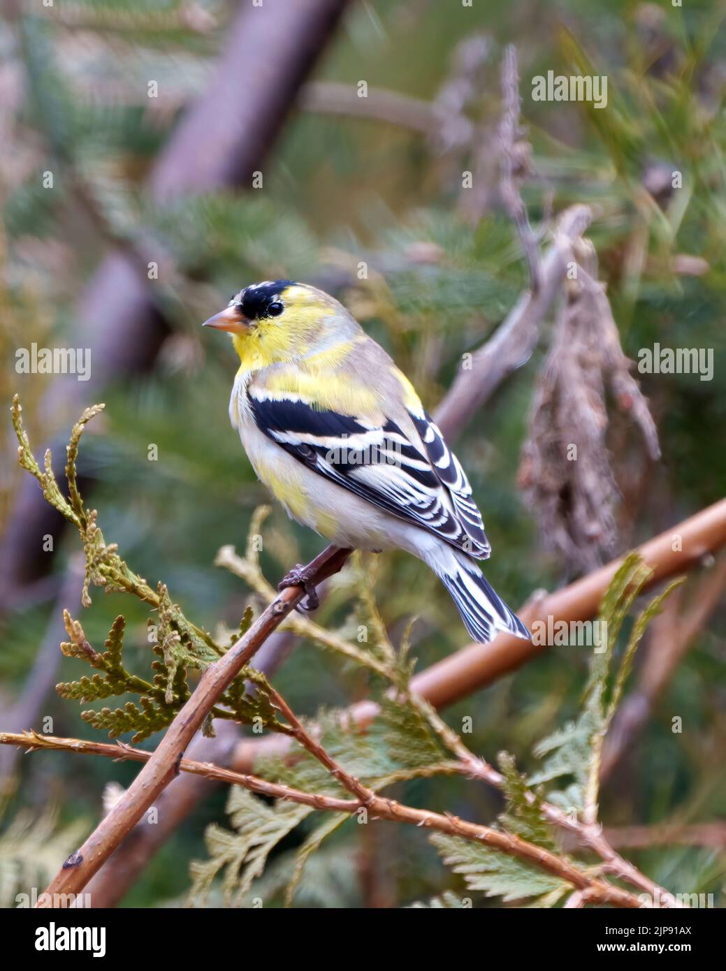 Finch Nahaufnahme Profil Ansicht, auf einem Zweig mit einem verschwommenen Wald Hintergrund in seiner Umgebung und Lebensraum Umgebung mit gelben Federn thront. Stockfoto