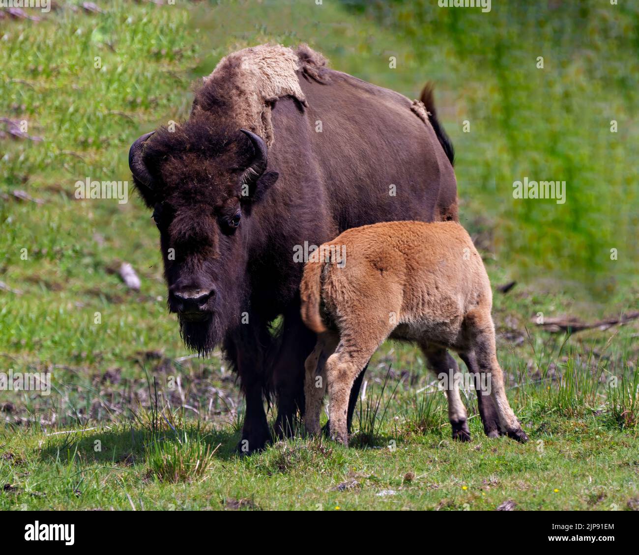 Bison-Erwachsener füttert das Baby Bison auf dem Feld in ihrer Umgebung und Umgebung. Junges Tier. Büffelbild. Stockfoto