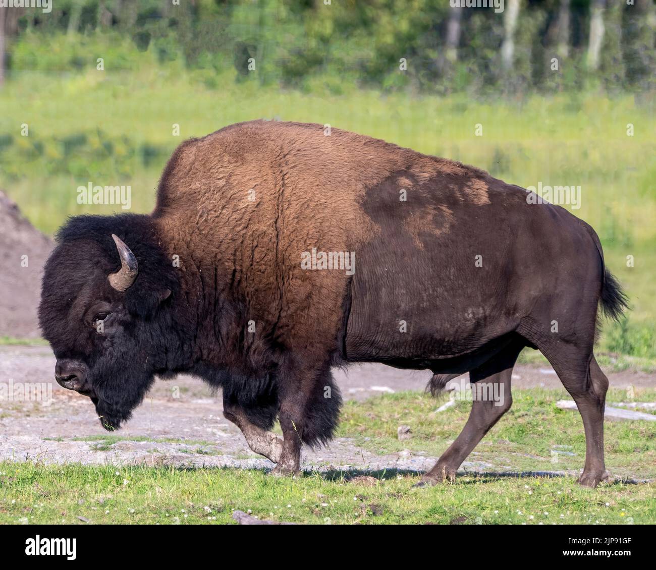 Dunkelbrauner bison Fotos und Bildmaterial in hoher Auflösung Alamy