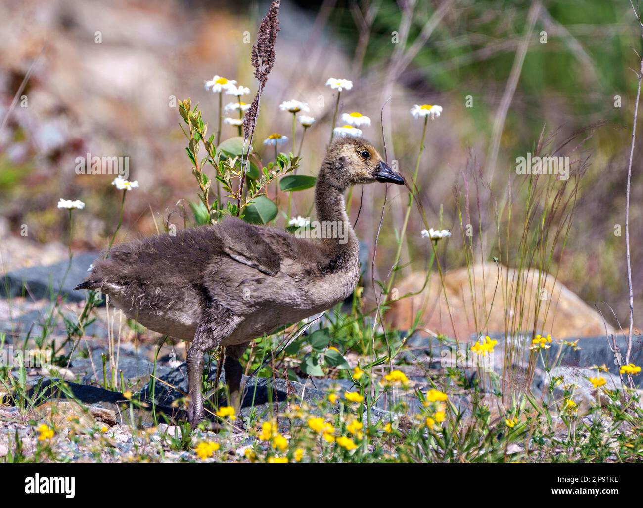 Junge Kanadische Gans, die in ihrem Lebensraum und ihrer Umgebung auf dem Feld mit wilden Blumen und Felsen spazieren. Gänseblümchen. Stockfoto