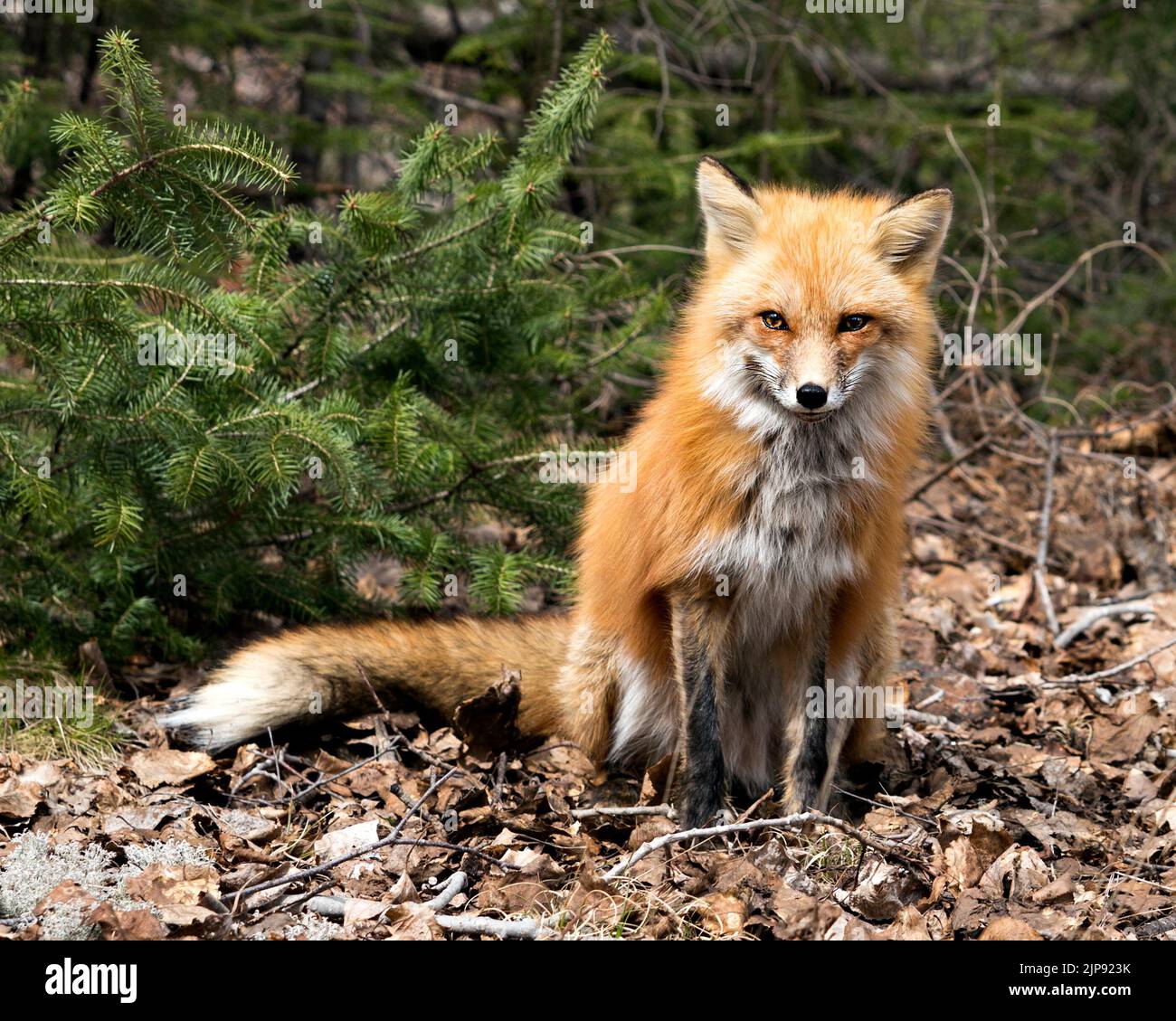 Rotfuchs Nahaufnahme Profilansicht in der Frühjahrssaison zeigt Fuchsschwanz, Fell, in seiner Umgebung und Lebensraum mit einem Nadelbäumen Hintergrund und MOS Stockfoto