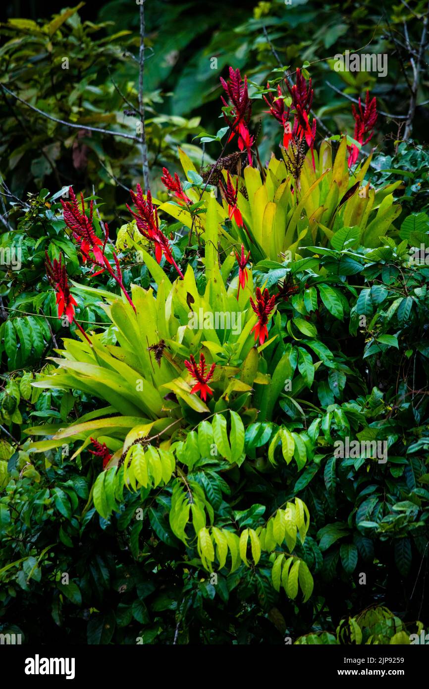 Rote Bromelien blühen im dichten Regenwald neben Rio Chagres, Soberania Nationalpark, Republik Panama, Mittelamerika. Stockfoto