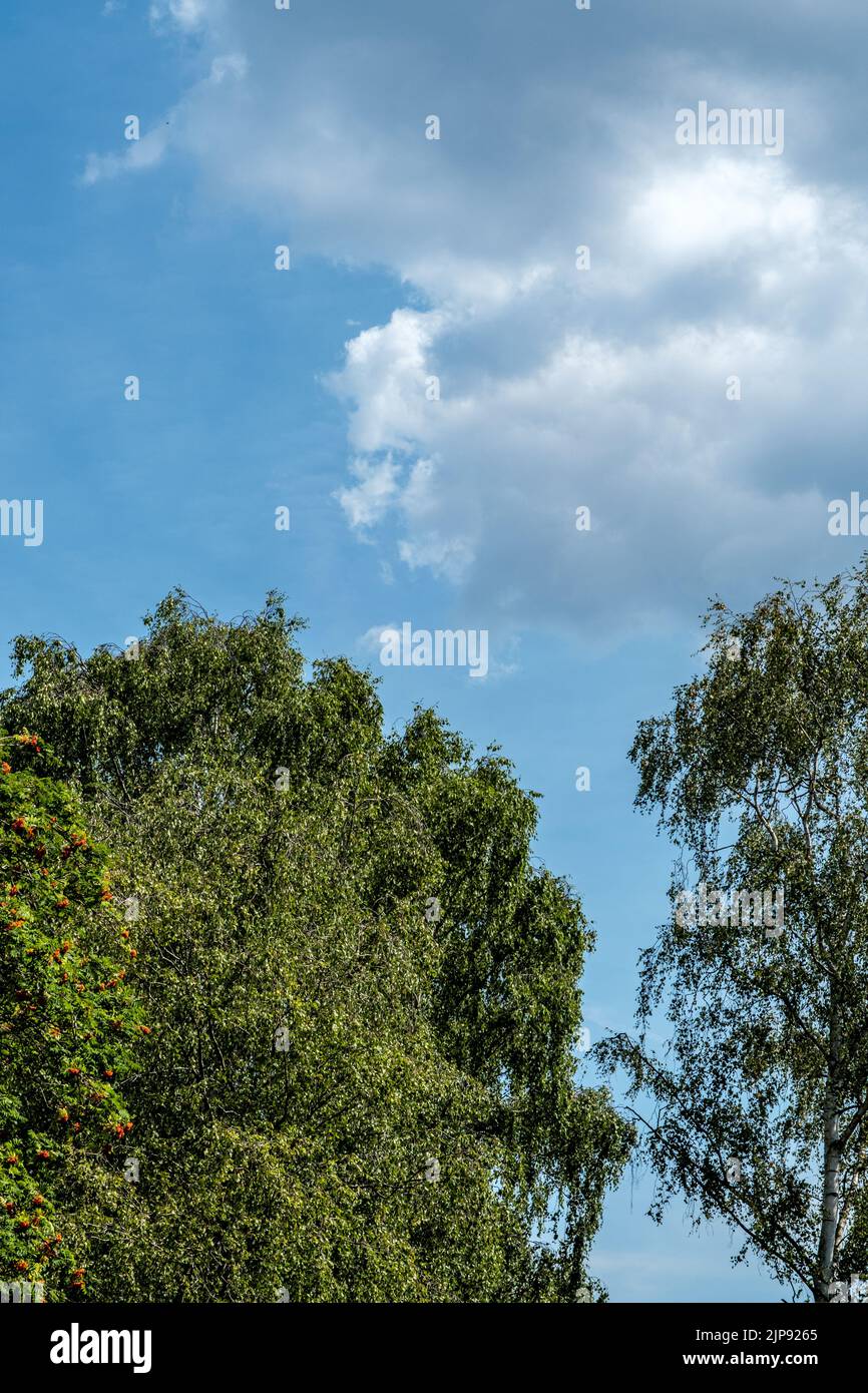 Dorking, Surrey Hills, London, Großbritannien, August 14 2022, White Fluffy Clouds Against A Blue Sky Stockfoto