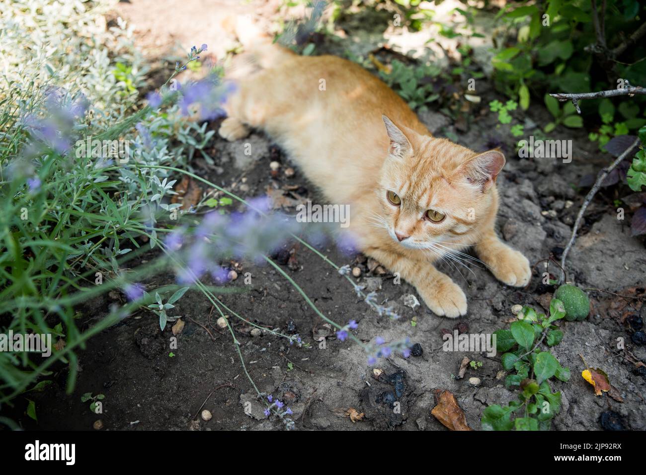 Rote Katze ruht im Garten. Zwischen wunderschönen Pflanzen. Happy PET Life Konzept. Stockfoto