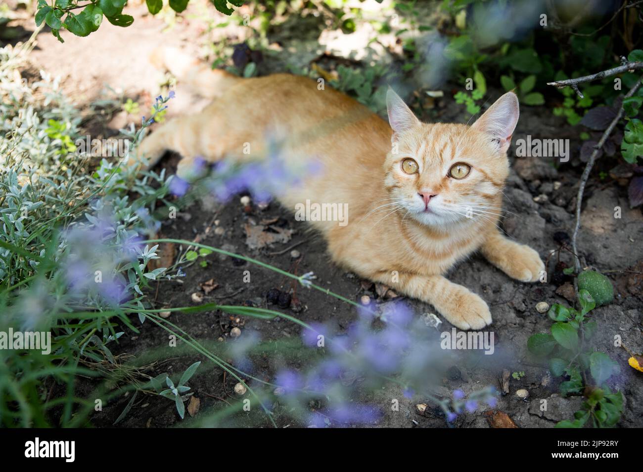 Rote Katze ruht im Garten. Zwischen wunderschönen Pflanzen. Happy PET Life Konzept. Stockfoto