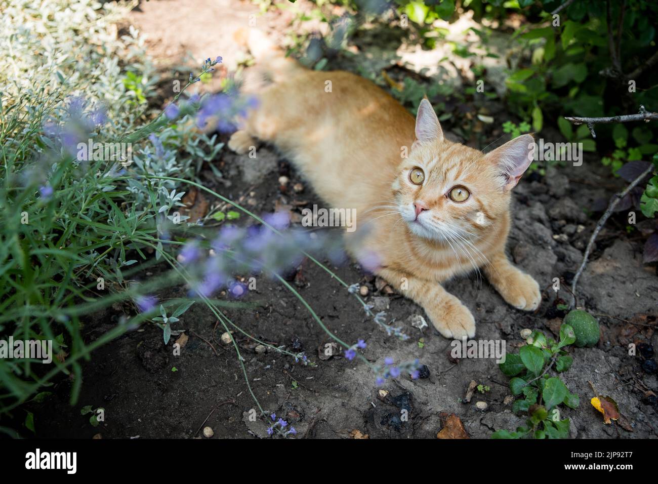Rote Katze ruht im Garten. Zwischen wunderschönen Pflanzen. Happy PET Life Konzept. Stockfoto