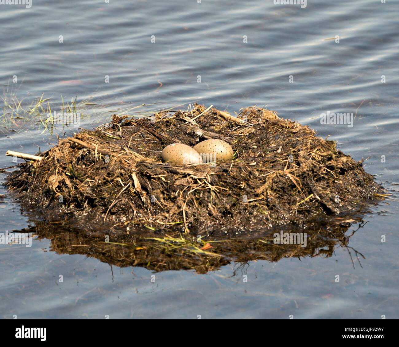Gemeinsame Looneier und Nestbau mit Sumpfgräsern und Schlamm an der Seite des Sees in ihrer Umgebung und ihrem Lebensraum in einer magischen Zeit. Bild. Stockfoto