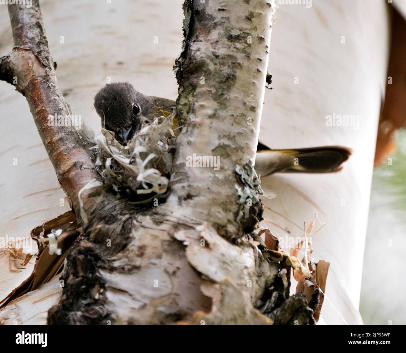 Waldsänger, der in seiner Umgebung und seinem Lebensraum ein Nest auf einem Birkenstamm baut. Foto Des Waldsängers. Bild. Bild. Hochformat. Waldsänger American Red Start. Stockfoto