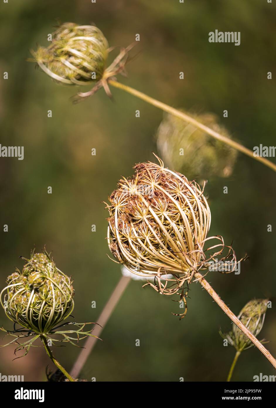 Verschiedene getrocknete Queen Anne's Lace, Daucus carota, Dolde, die im Sommer oder Herbst Samen gemacht hat, Snyder County, Pennsylvania Stockfoto