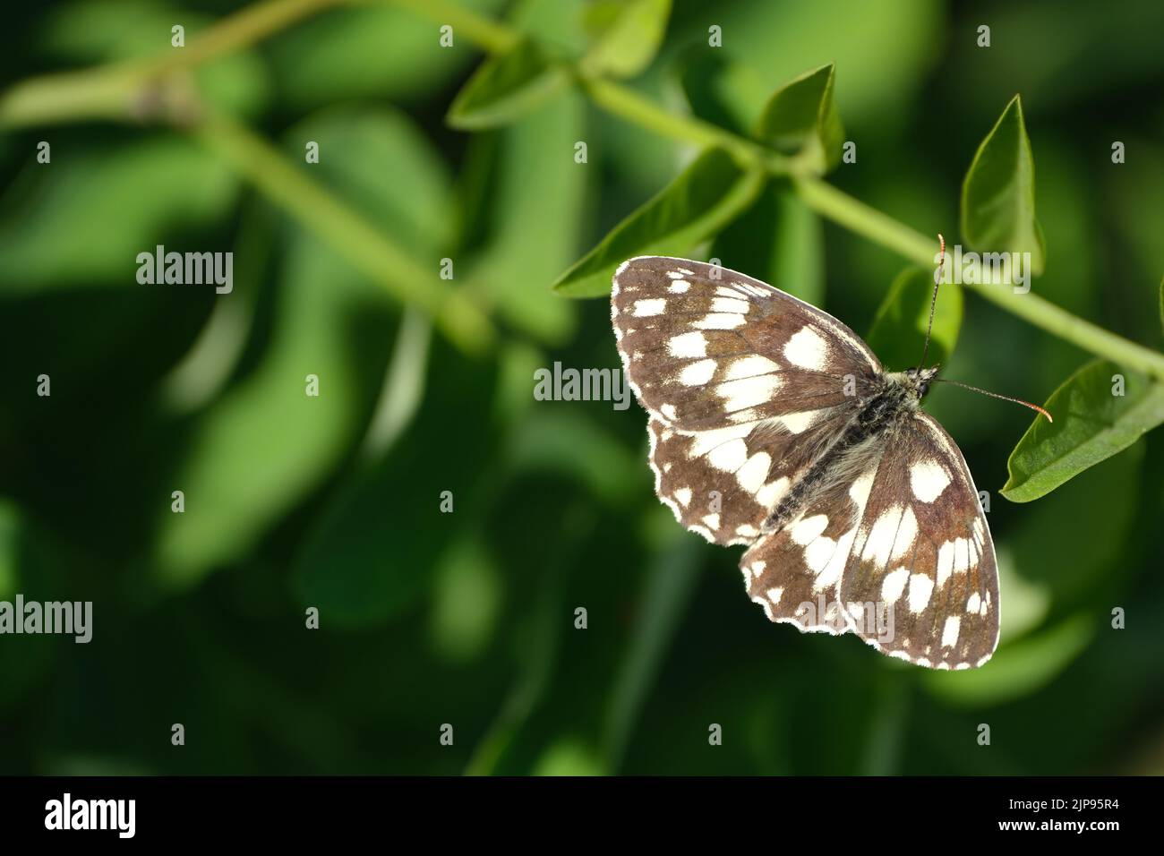 Wunderschöne Nahaufnahme eines marmorierten weißen Schmetterlings in der Natur, der sich in Nahaufnahme auf einem Blatt ausruhen kann Stockfoto