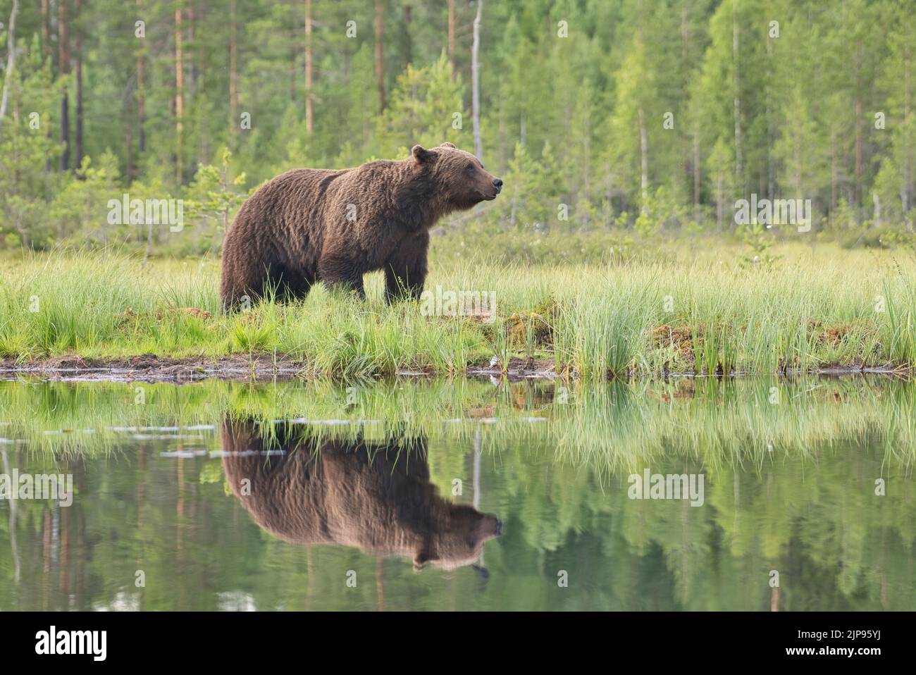 Braunbär (Ursus arctos) spiegelt sich in einem Waldbecken im borealen Wald oder in der Taiga Finnlands wider Stockfoto