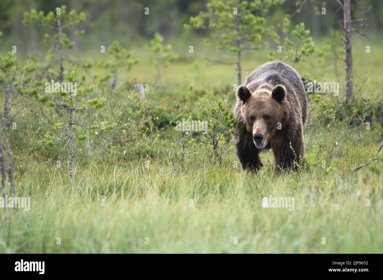 Braunbär (Ursus Arctos) Stockfoto