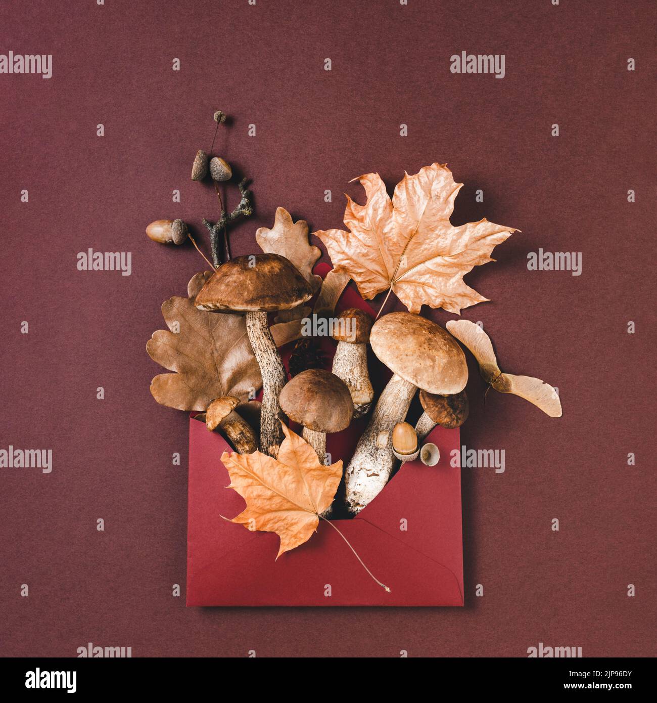 Pilze und trockene Blätter umhüllen auf dunkelbraunem Hintergrund. Herbsterntekonzept. Stockfoto