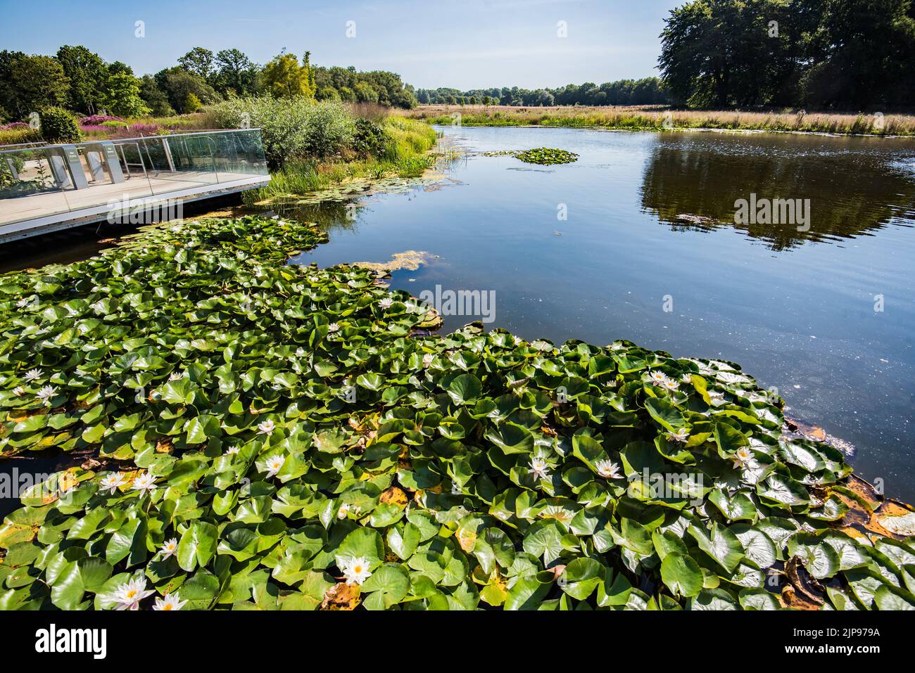 Mondbrücke Wasser. Ein Stück Wasser hinter dem Welcome Center in den RHS Bridgewater Gardens, Worsley  komplett mit Seerosen. Stockfoto