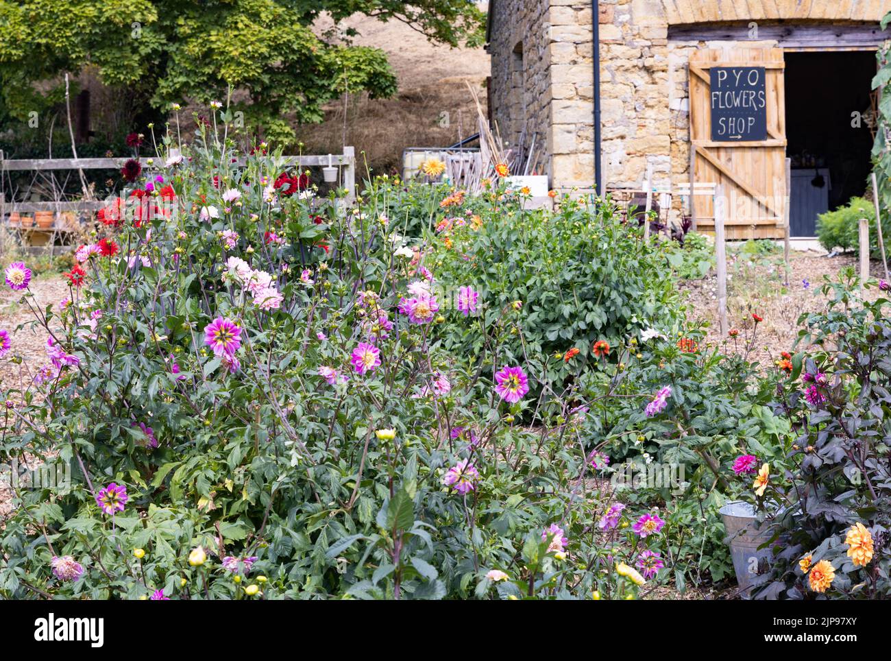Pick Your Own, UK - ein Pick Your Own Flowers Shop mit bunten Dahlien und anderen blühenden Pflanzen, Abbotsbury, Dorset UK Stockfoto