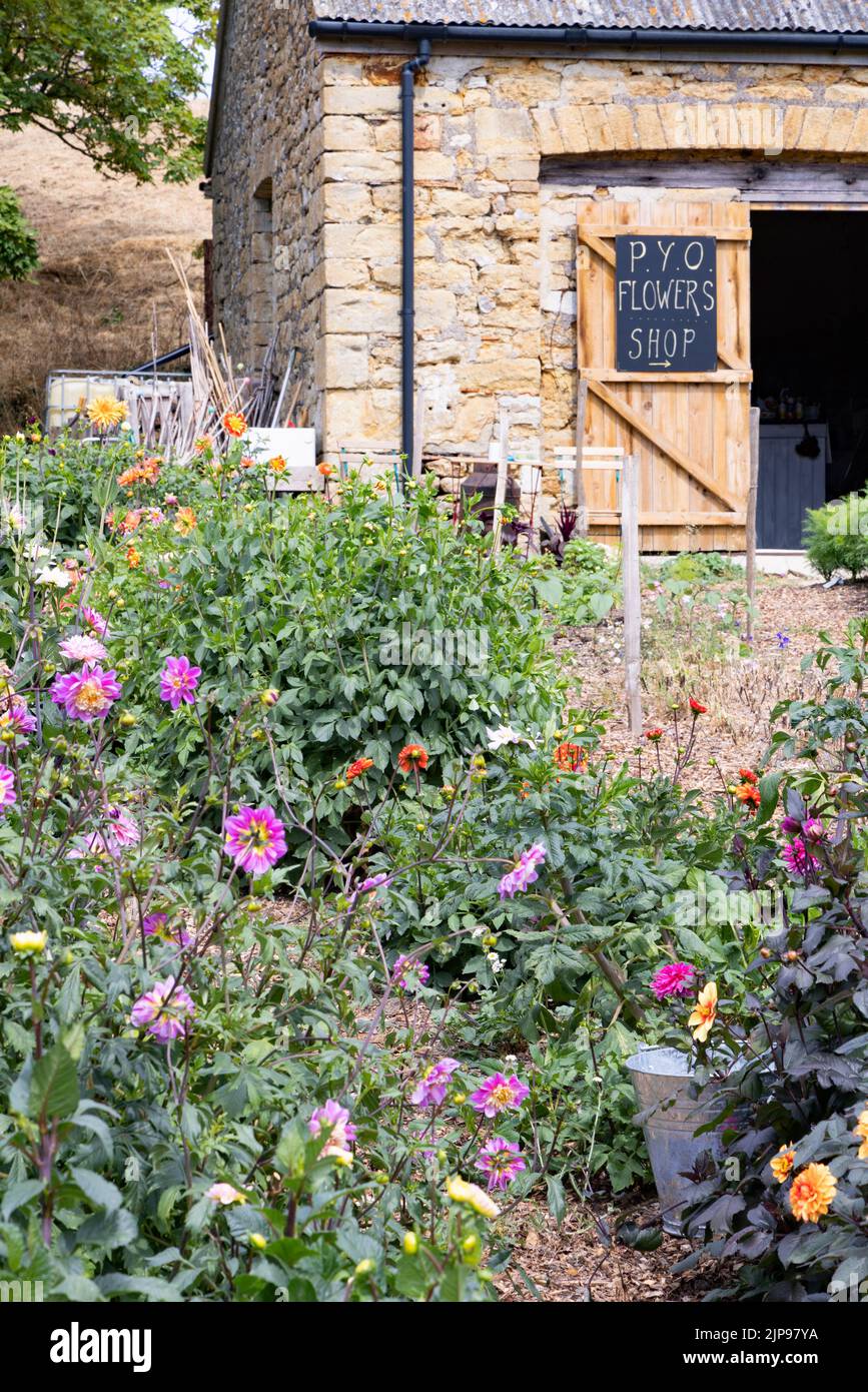 Pick Your Own, UK - ein Pick Your Own Flowers Shop mit bunten Dahlien und anderen blühenden Pflanzen, Abbotsbury, Dorset UK Stockfoto