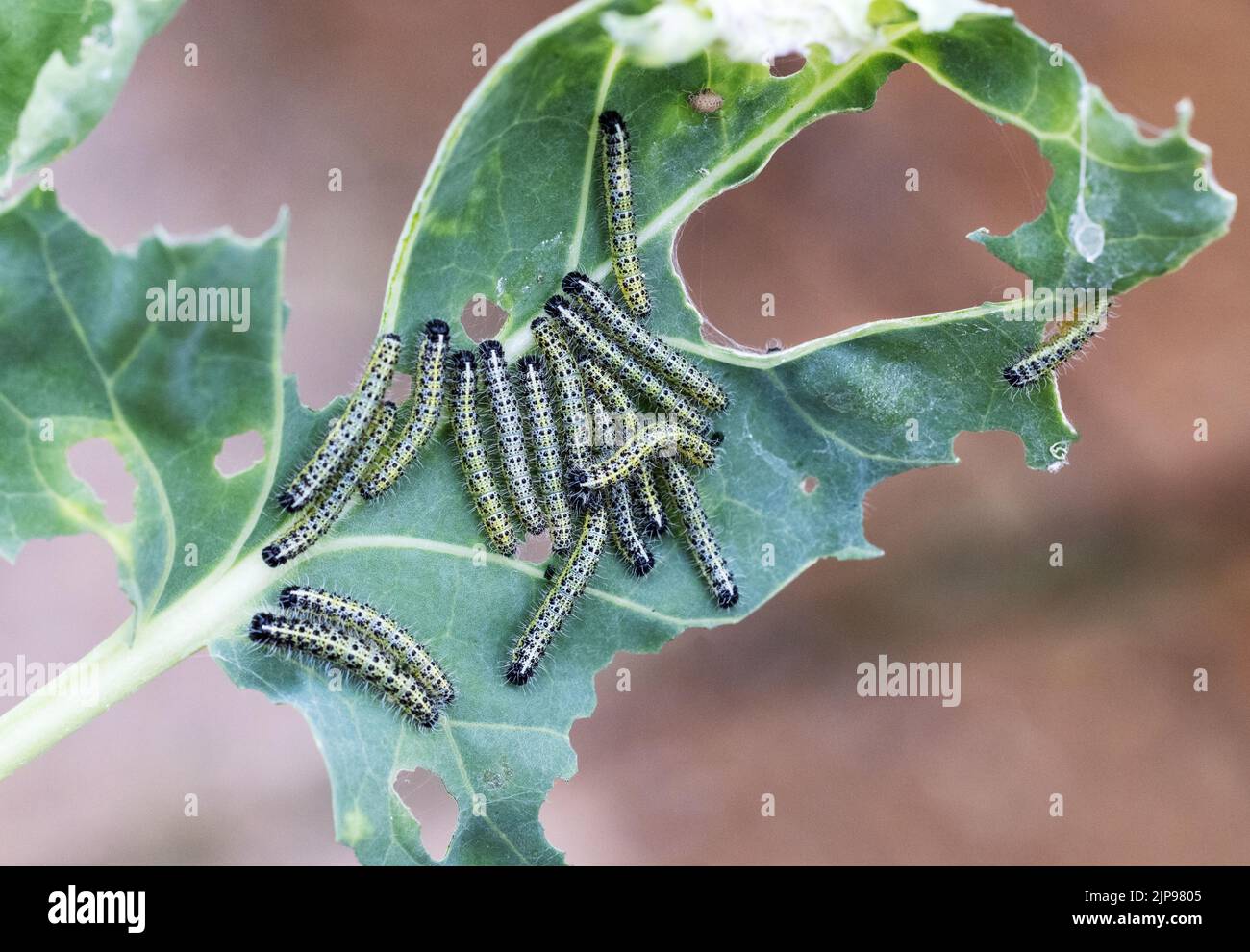 Kohlweiße Raupe; Gartenschädling Schaden; viele kohlweiße Raupen mit Schmetterlingen ( Pieris rapae ), ernähren sich von einem rosenkohlblatt, Vereinigtes Königreich Stockfoto