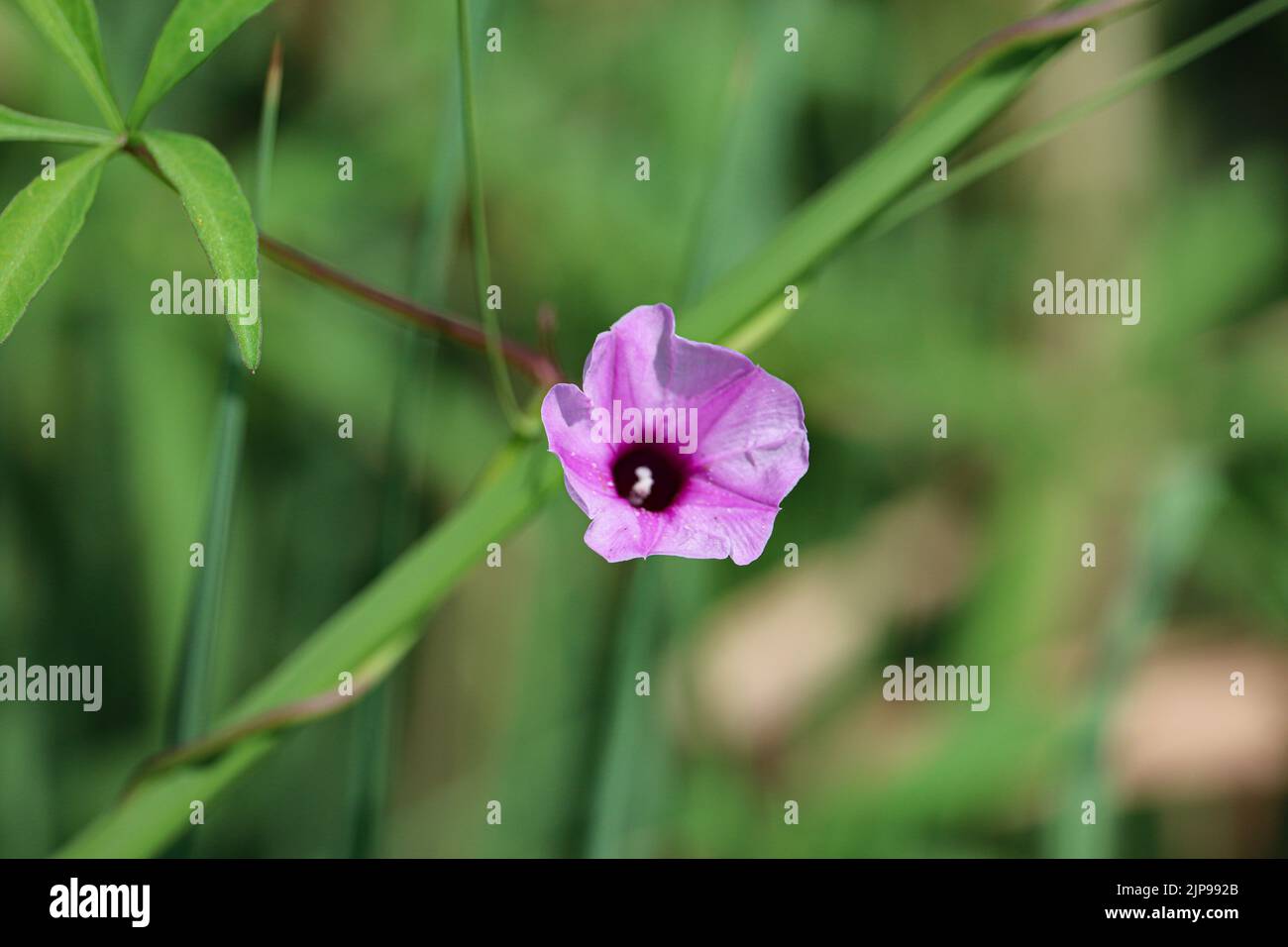 Violette Blume am Westufer des Nils in Luxor Stockfoto