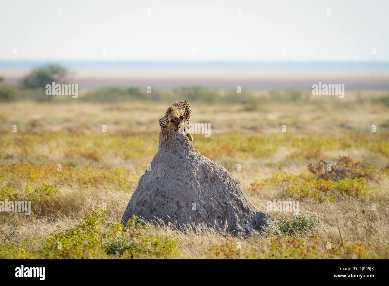 Gepard ( Acinonyx jubatus) lehnt sich über einen Termitenhügel. Etosha Nationalpark, Namibia, Afrika Stockfoto