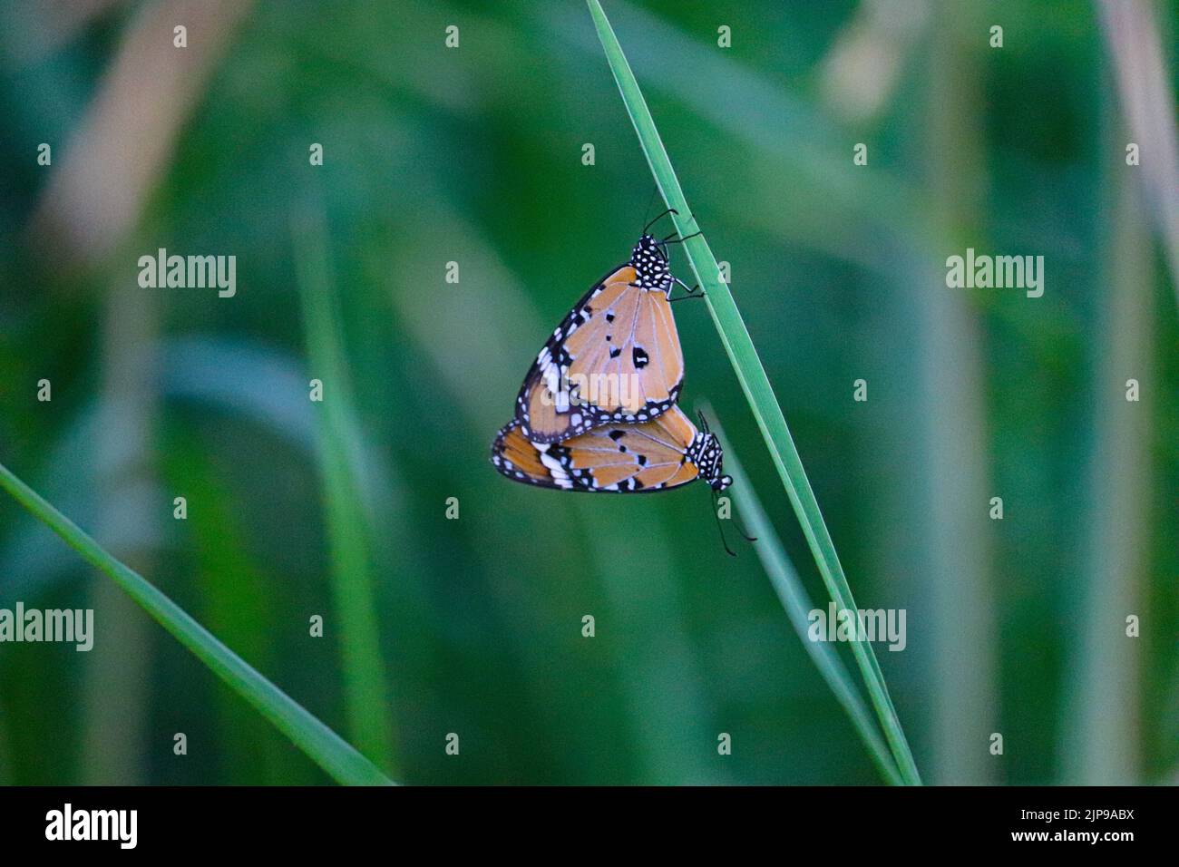 Zwei Schmetterlinge paaren sich auf einer Farm am Westufer des Nils Stockfoto