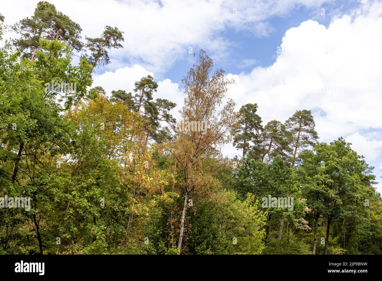 Kalchreuth, International. 16. August 2022. Bäume, die von der Hitze gekennzeichnet sind, stehen am Waldrand. Quelle: Daniel Karmann/dpa/Alamy Live News Stockfoto
