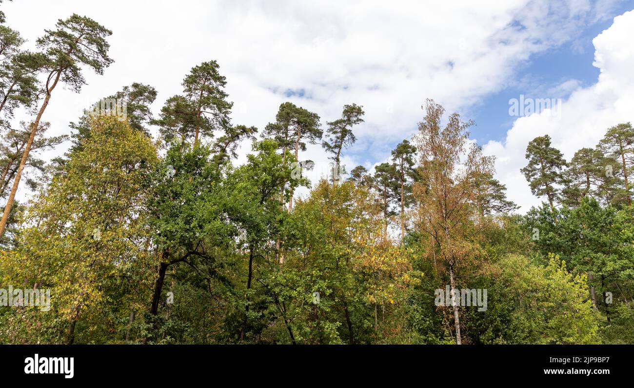 Kalchreuth, International. 16. August 2022. Bäume, die von der Hitze gekennzeichnet sind, stehen am Waldrand. Quelle: Daniel Karmann/dpa/Alamy Live News Stockfoto