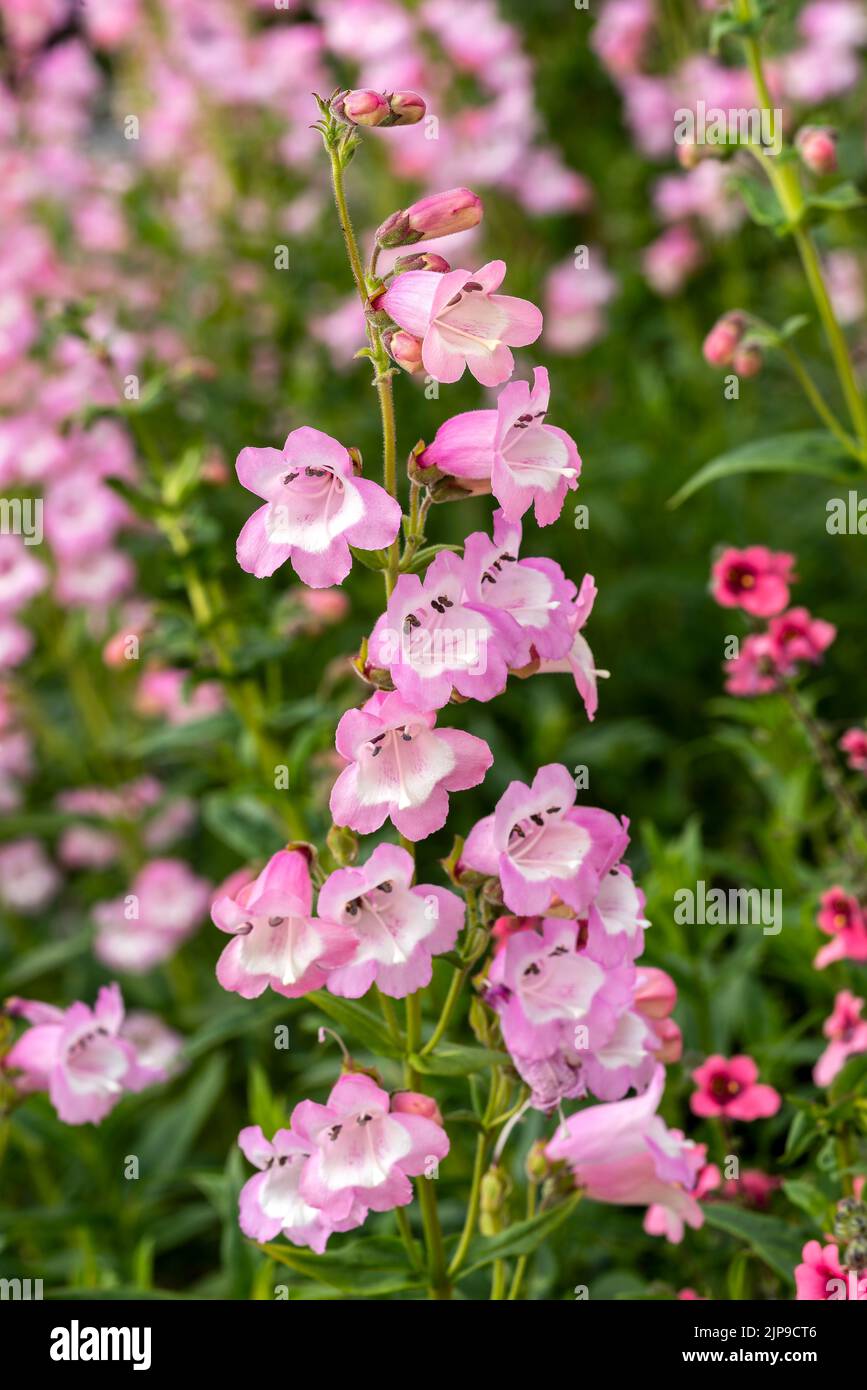 Penstemon 'Pensham Freshwater Pearl' eine im Herbst blühende Pflanze mit rosa weißer Sommerblüte, Stockfoto Stockfoto
