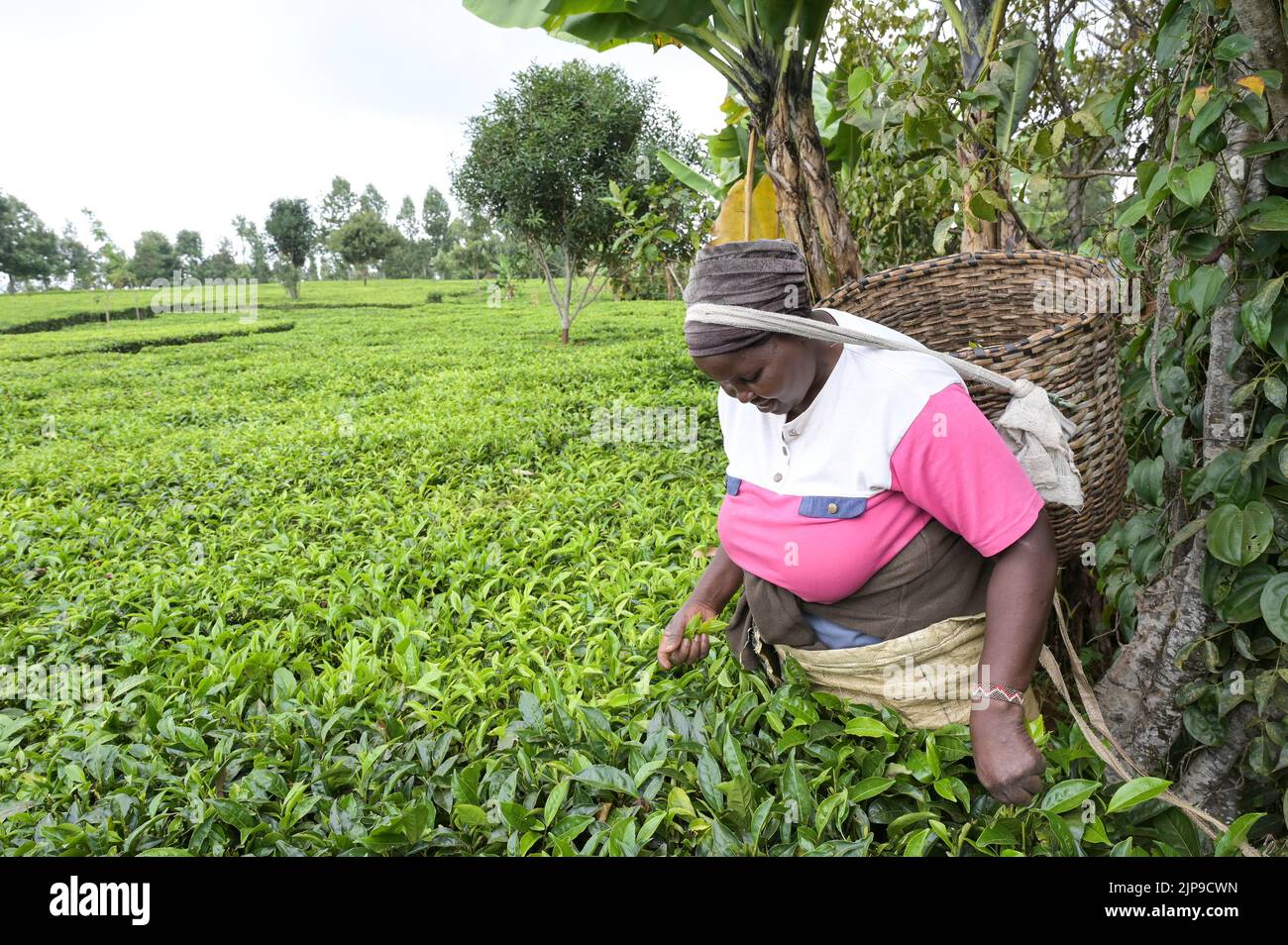 KENIA, Kimunye, Teeplantage, Frauen pflücken Teeblätter von Hand / KENIA, Kimunye, Teegarten, Frauen pflücken Teeblätter Stockfoto