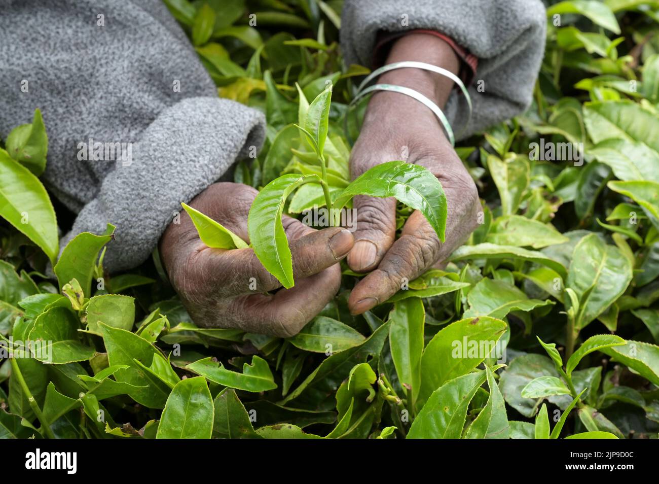 KENIA, Kimunye, Teeplantage, Frauen pflücken Teeblätter von Hand, zwei Blätter und eine Knospe / KENIA, Kimunye, Teegarten, Frauen pflücken Teeblätter, zwei Blätter und eine Knospe Stockfoto